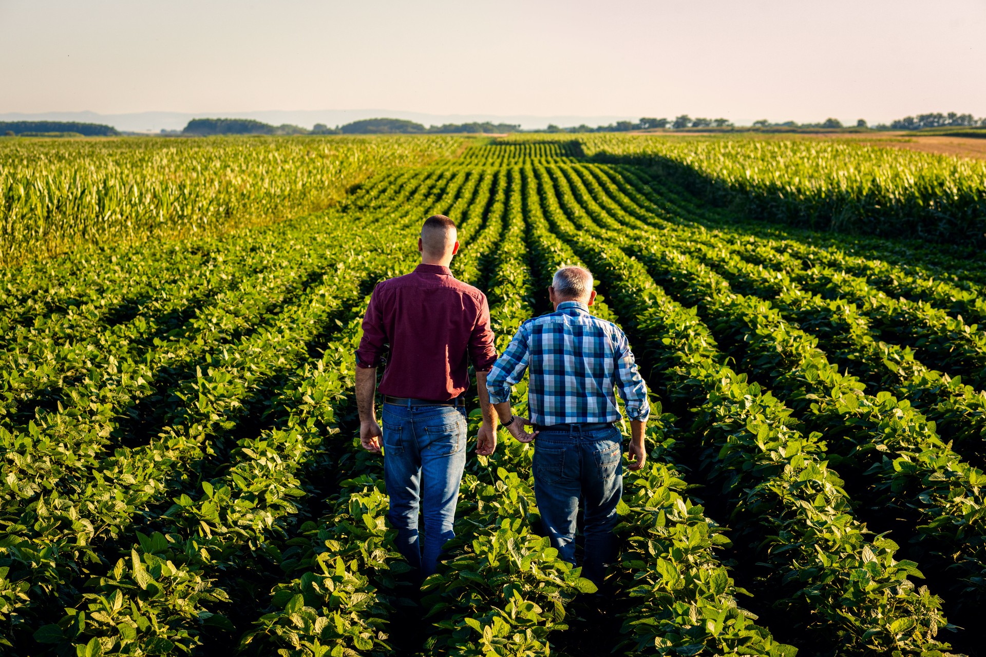 Rear view of two farmers walking in a field examining soy crop.