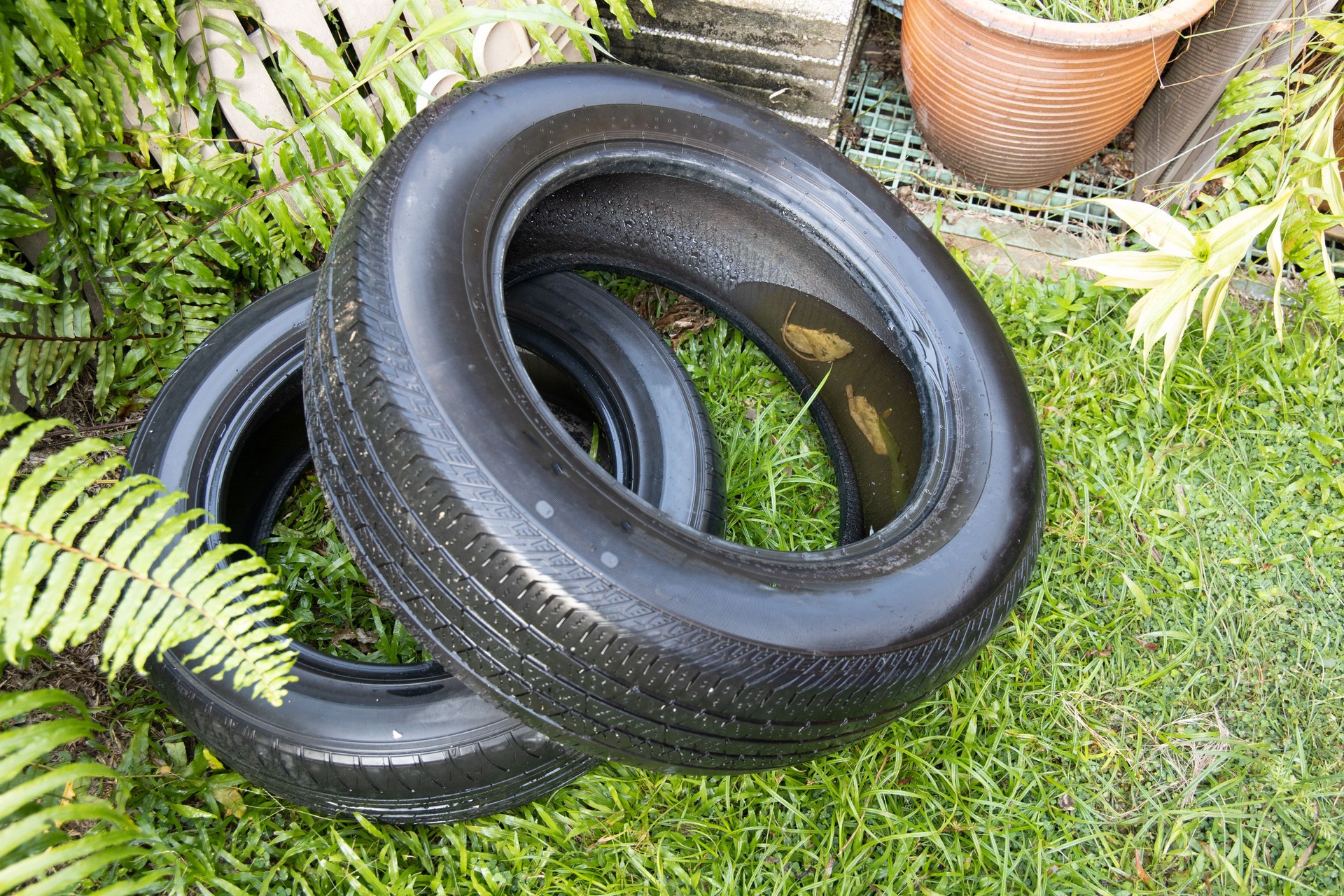 Old abandoned tyre collected still water after rain. Condusive place for aedes mosquito breeding