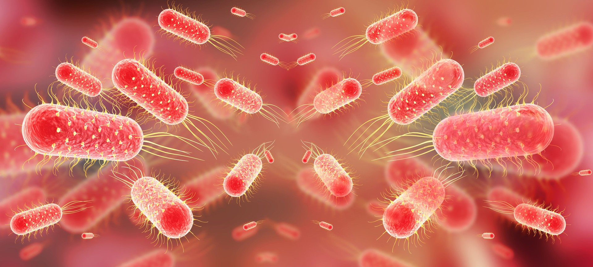 Typhoid bacteria background