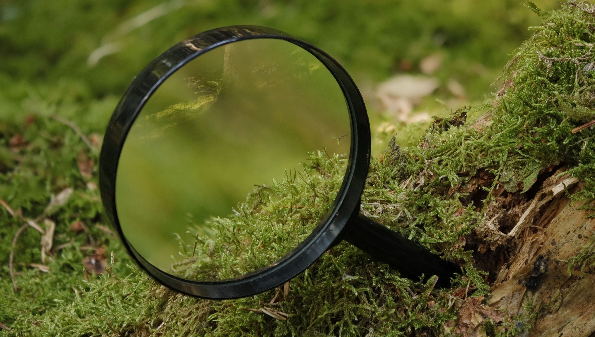 Magnifying glass on the forest floor