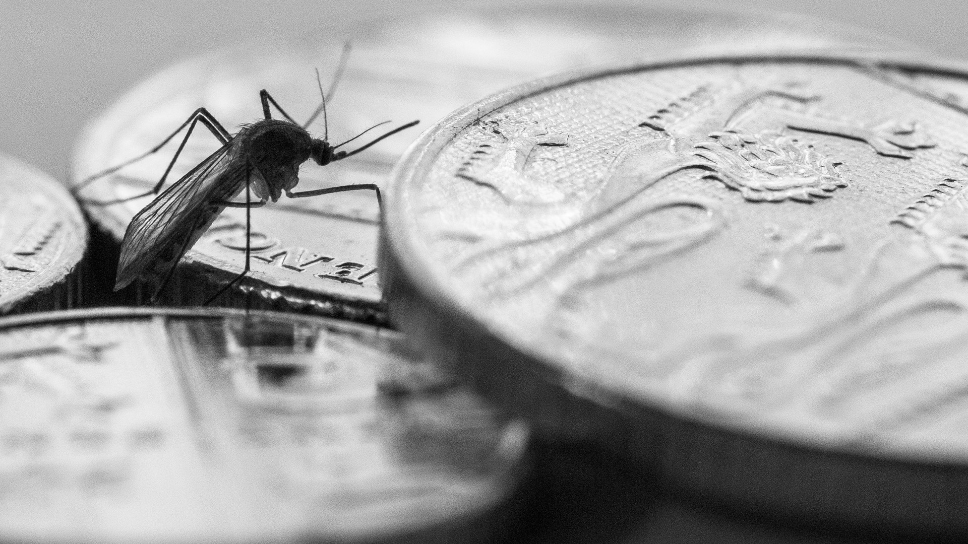 Black and white photo of a mosquito and coins