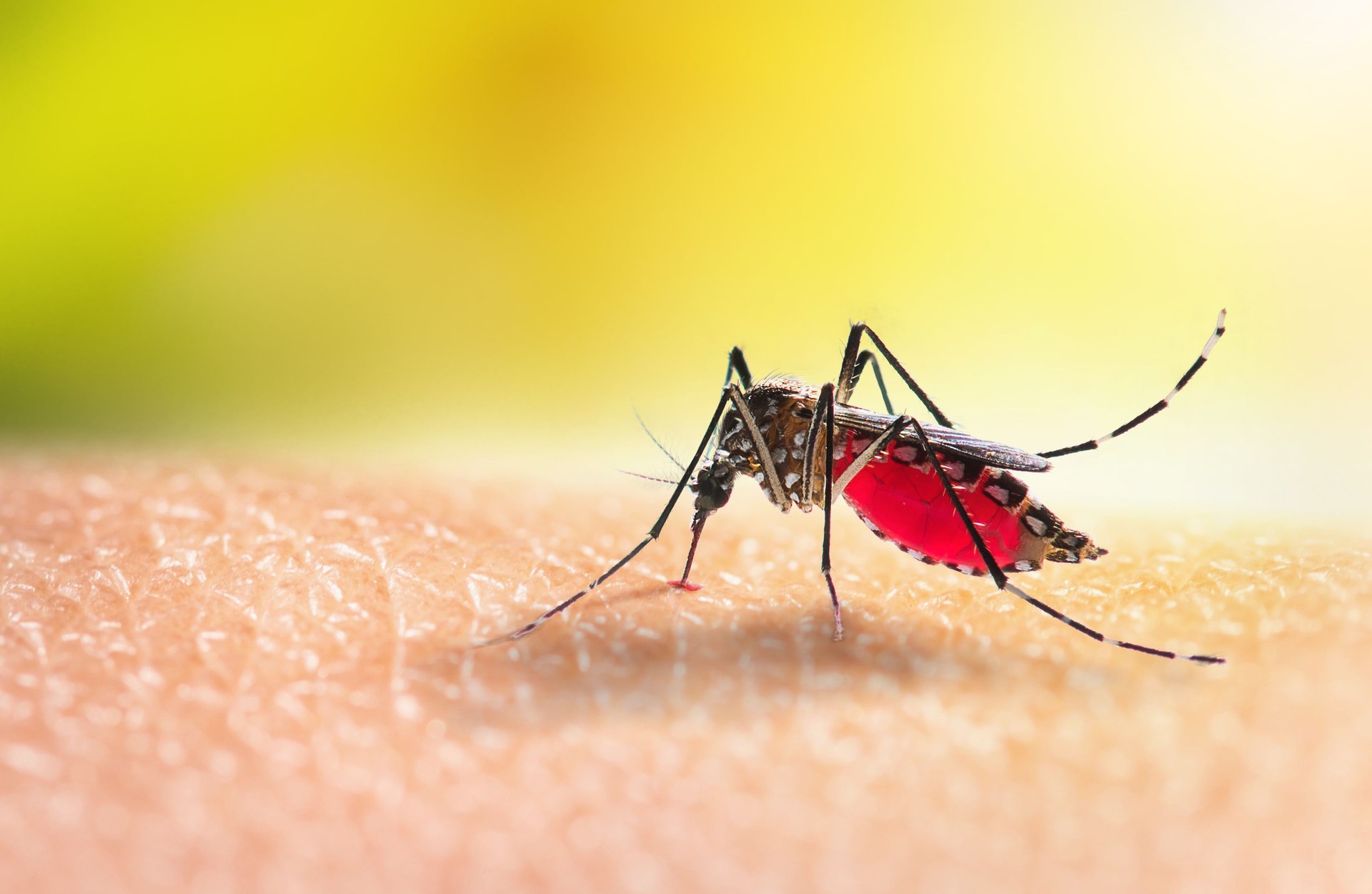 Aedes mosquitoe is sucking blood on human skin
