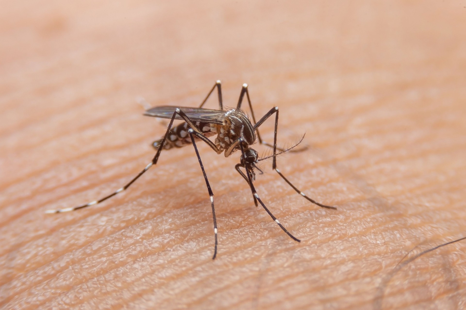 Striped mosquitoes are eating blood on human skin. Mosquitoes are carriers of dengue fever and malaria.Dengue fever is very widespread during the rainy season.