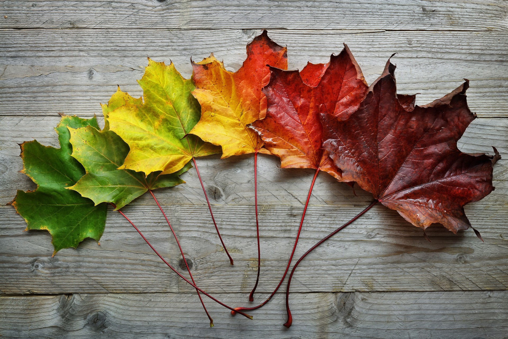 Autumn Maple leaf transition