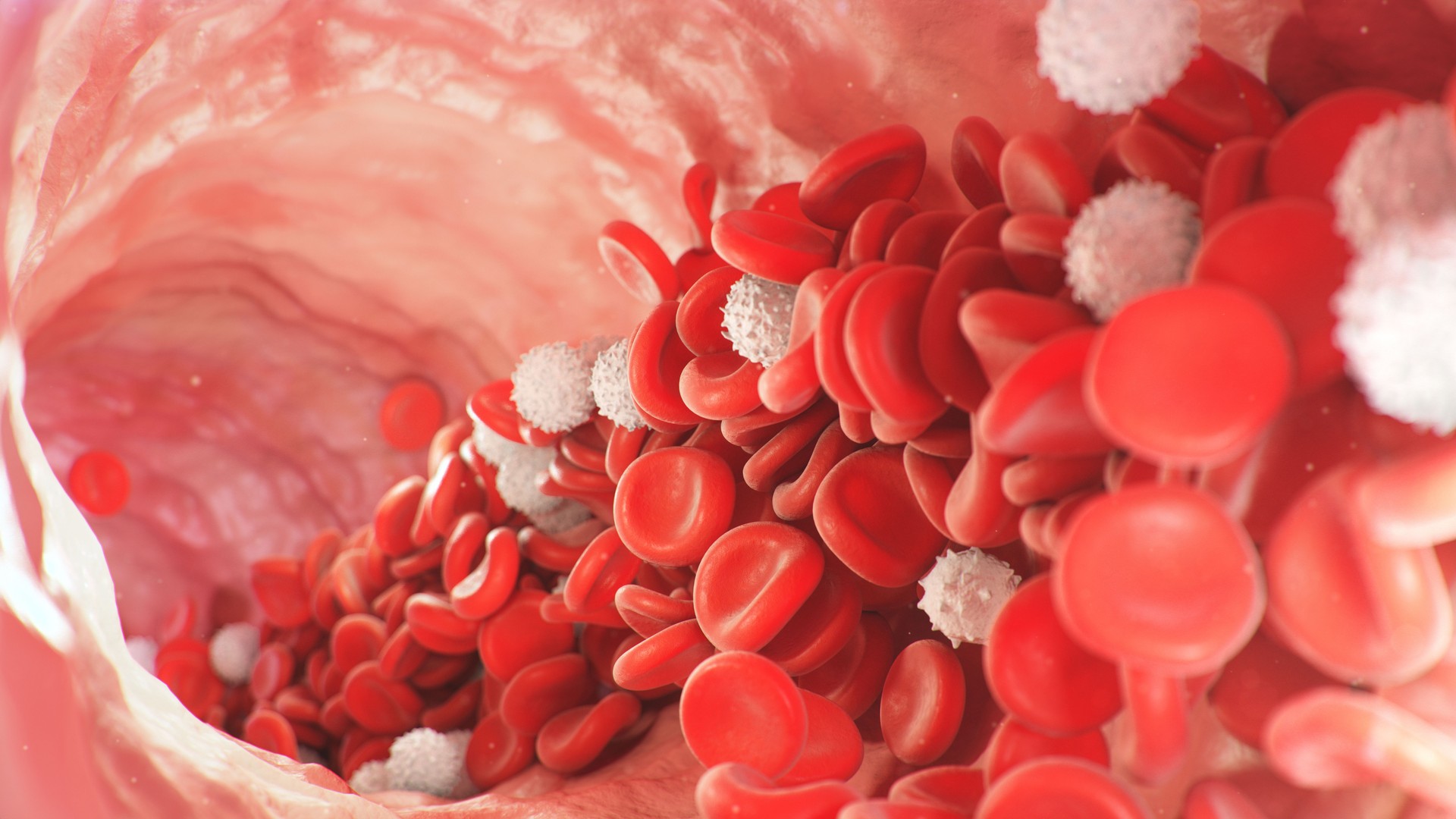 Red and white blood cells move inside the artery. Red blood cells carry nutrients for the whole body, for example, oxygen. Medical science illustration